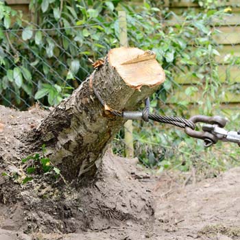 Dessouchage arbre et haie 16