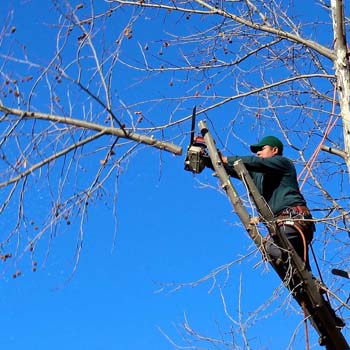 Entreprise abattage arbre 16