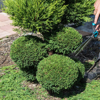 Jardinier taille de haie 16